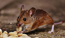 24 Hour & Emergency Exterminators in Solano, NM